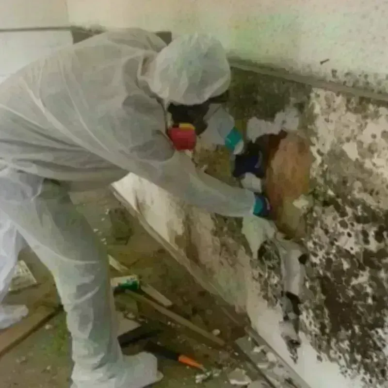 Mold Remediation and Removal in Prairieville, LA